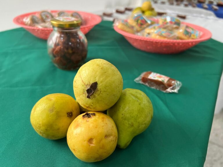 Guayabas frescas y productos derivados de esta fruta para el Festival de la Guayaba de Palmar de Varela.